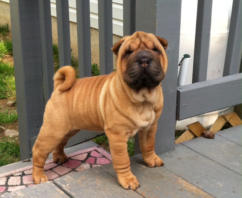 Fawn shar shop pei
