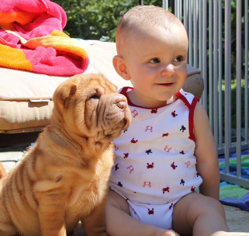 Laurens sales shar pei