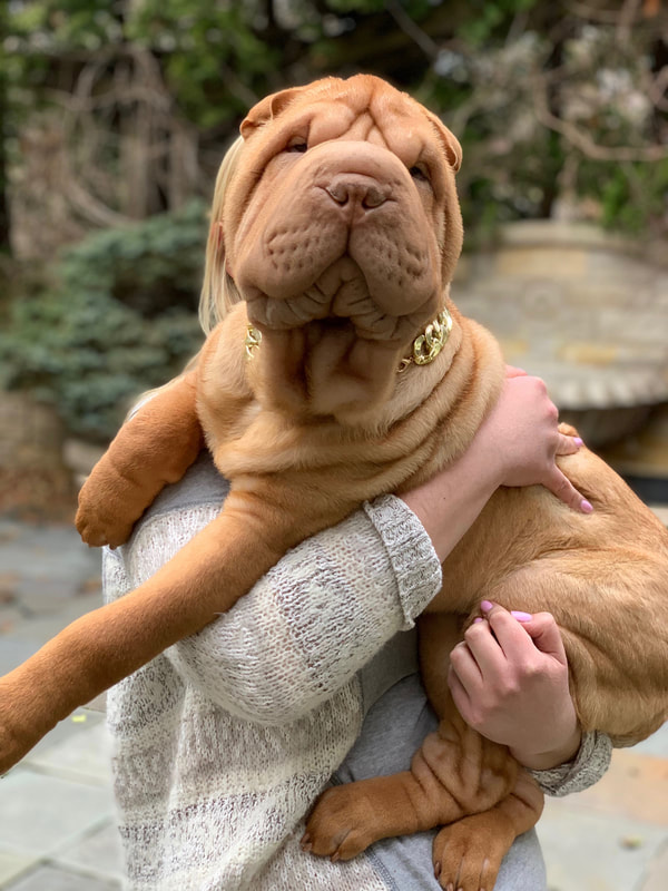 Chinese shar pei breeders near me sale